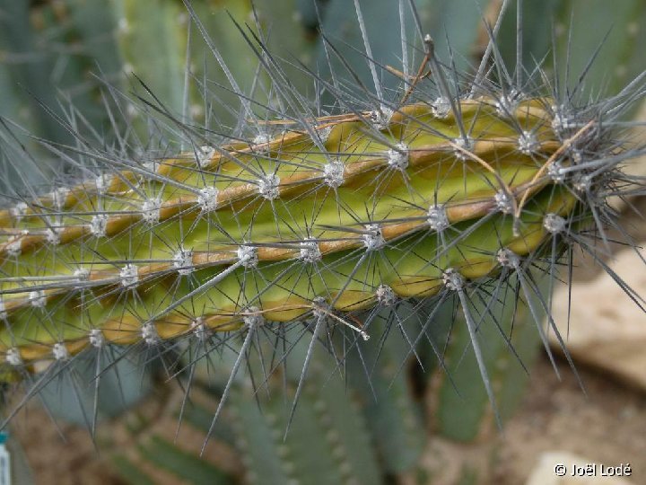 Armatocereus cartwrightianus Madsen61023 Manabi Manta airport, Equateur